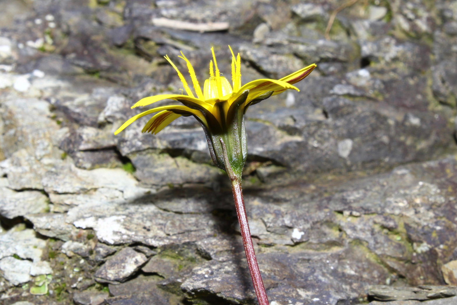 Asteracea - Robertia taraxacoides